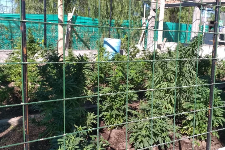 Lo buscaban por violento y le encontraron plantas de marihuana en un parral y un vivero