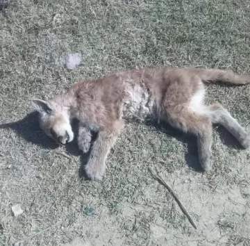 Hallaron un pumita muerto en el jardín de una casa de Ullum