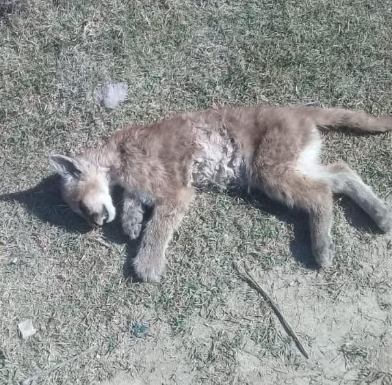 Hallaron un pumita muerto en el jardín de una casa de Ullum