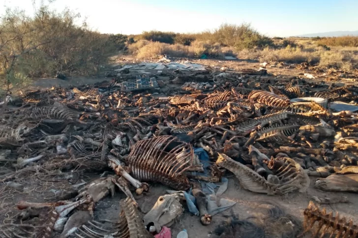 Hallan en un descampado de 9 de Julio restos de unos 44 caballos descuartizados