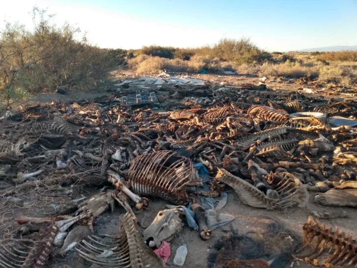 Hallan en un descampado de 9 de Julio restos de unos 44 caballos descuartizados