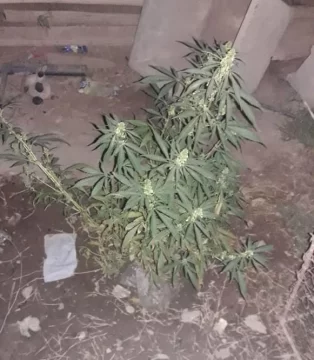 Allanan una casa por un robo y descubren cocaína y marihuana