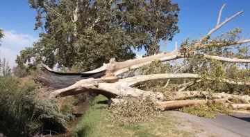 Un árbol de gran porte cayó cerca de una escuela y otro cortó cables en un CIC