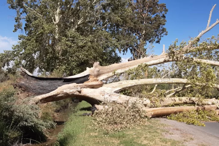 Un árbol de gran porte cayó cerca de una escuela y otro cortó cables en un CIC