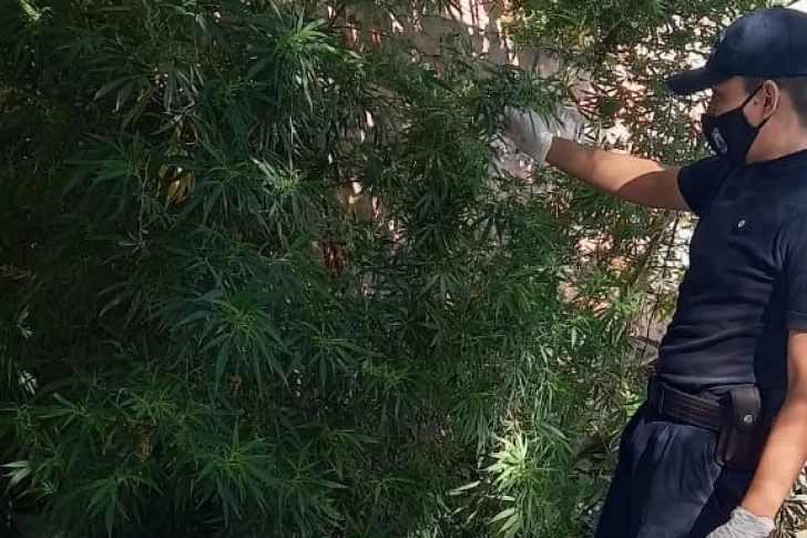 Fueron por un robo y hallaron 8 plantas de marihuana de más de tres metros de altura