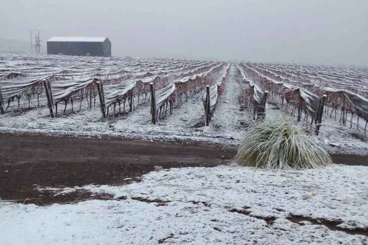 [FOTOS] En medio del intenso frío, Pedernal amaneció cubierto de nieve