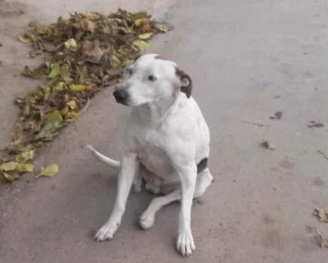 Un hombre asesinó a un perro a puñaladas y los vecinos piden justicia