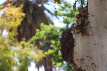 Enjambre de abejas generó temor en la Plaza 25 de Mayo