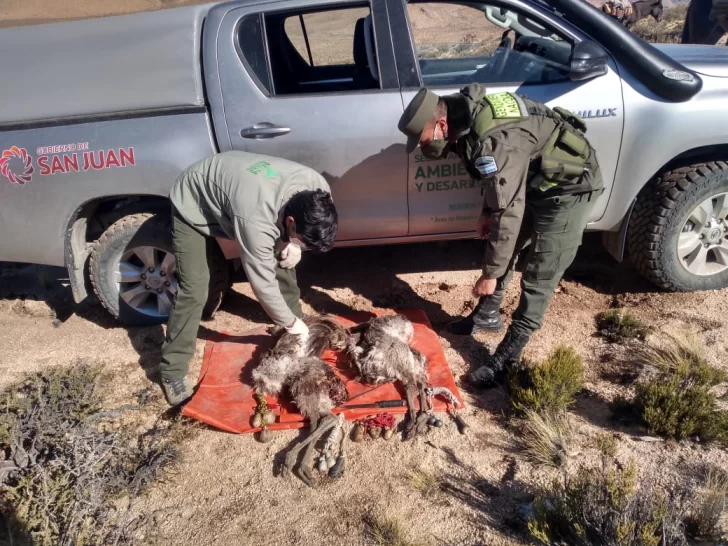 Atrapan a cazadores con dos “ñandúes petisos” y les secuestran boleadoras