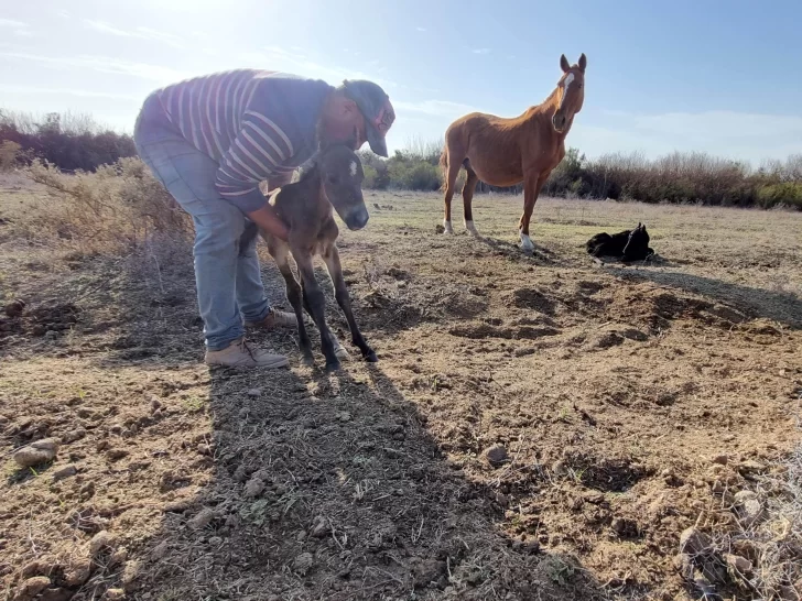 Sorpresa en Sarmiento: una yegua parió dos crías gemelas