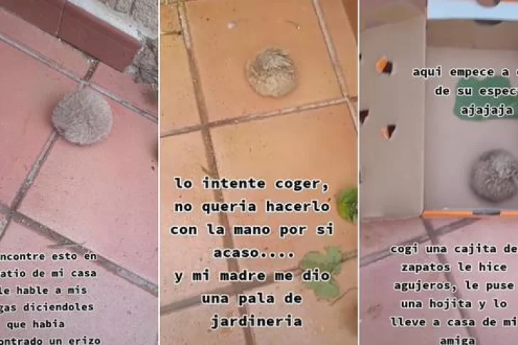 Pensó que había encontrado un erizo en el patio, pero descubrió la verdad y quedó en shock