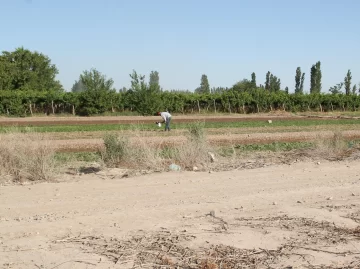 Chacareros bajarán su producción por tercer año: esta vez en un 20%