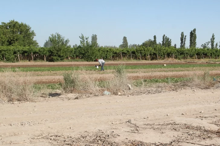 Chacareros bajarán su producción por tercer año: esta vez en un 20%