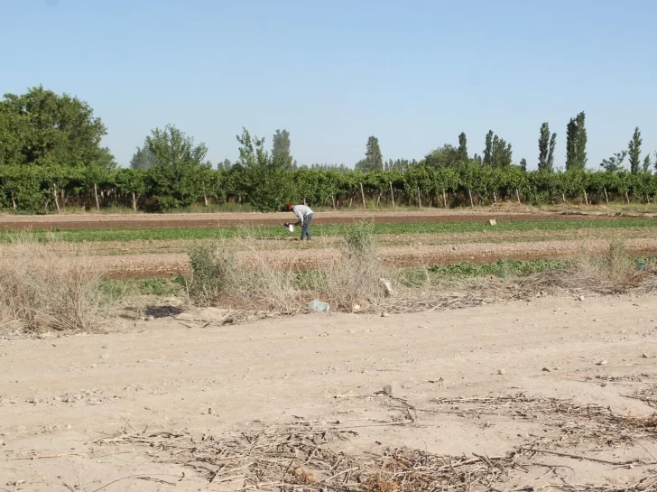 Chacareros bajarán su producción por tercer año: esta vez en un 20%