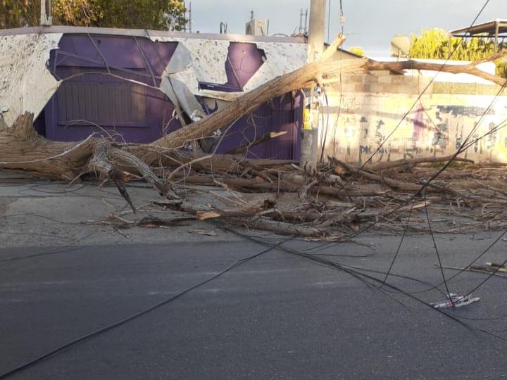 El fuerte viento derribó un árbol que arrasó con parte de un kiosco y el tendido eléctrico