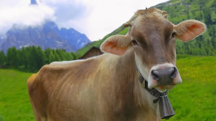 Un pueblo de Suiza vota para decidir si seguirán sonando los cencerros de las vacas