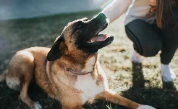 13 señales que indican que los perros están en calma o con incomodidad