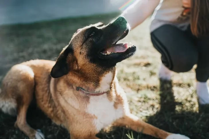 13 señales que indican que los perros están en calma o con incomodidad