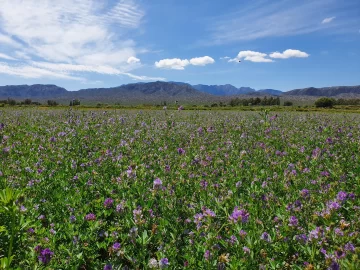 Floración violeta