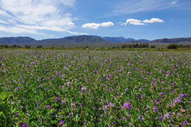 Floración violeta