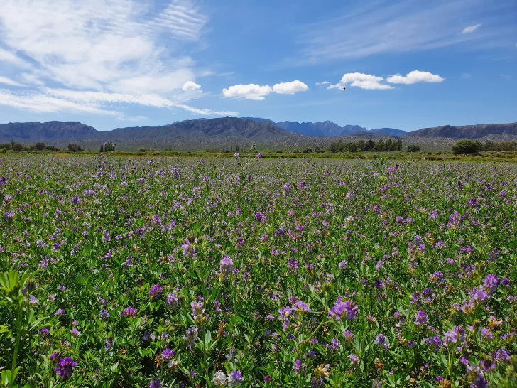 Floración violeta