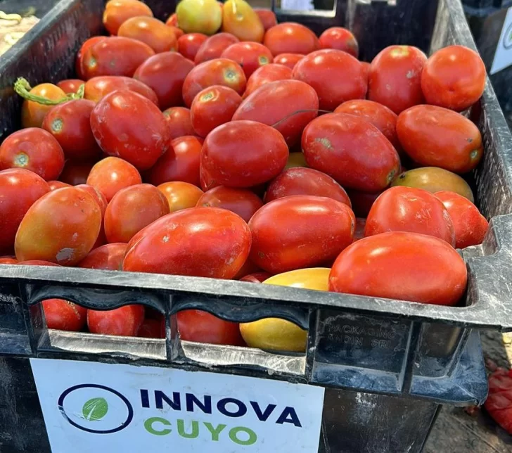 “Tarde de Campo” de tomate para la industria sanjuanina