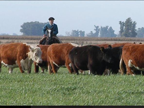 Estadísticas de embarques de carne vacuna e intercambios