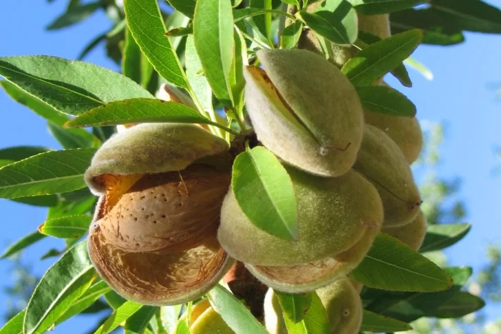 Impacto local en la apertura del mercado de almendras a Brasil