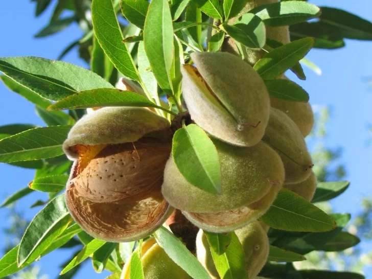 Impacto local en la apertura del mercado de almendras a Brasil