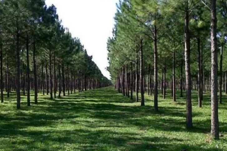 El Gobierno lanzó plataforma que impulsa forestar