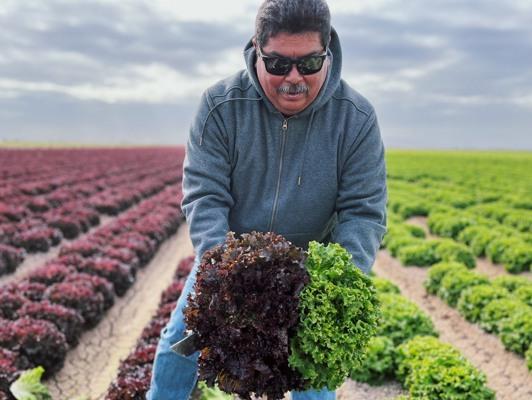 Abandonan tierras con cultivos ecológicos