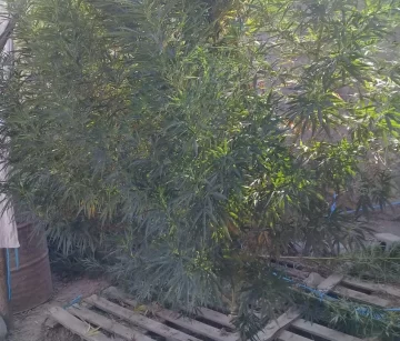 Cultivaba marihuana