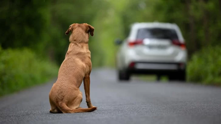 Una mujer perdió el control de su vehículo por esquivar a un perro y terminó en un zanjón