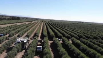 Arrancó la cosecha de aceitunas conservas con un 30 % de merma