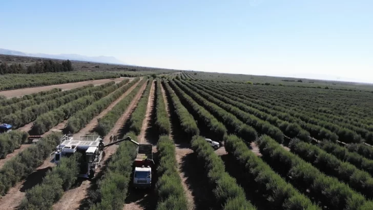 Arrancó la cosecha de aceitunas conservas con un 30 % de merma