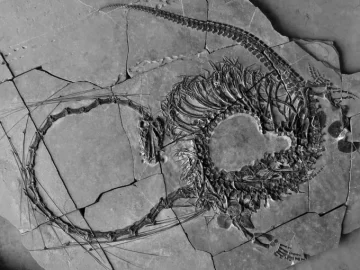 Nuevo fósiles revelan un “dragón chino” de 240 millones de años