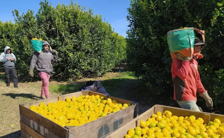 Exportaciones argentinas en 2023: la agroindustria generó el 55% de las ventas al exterior