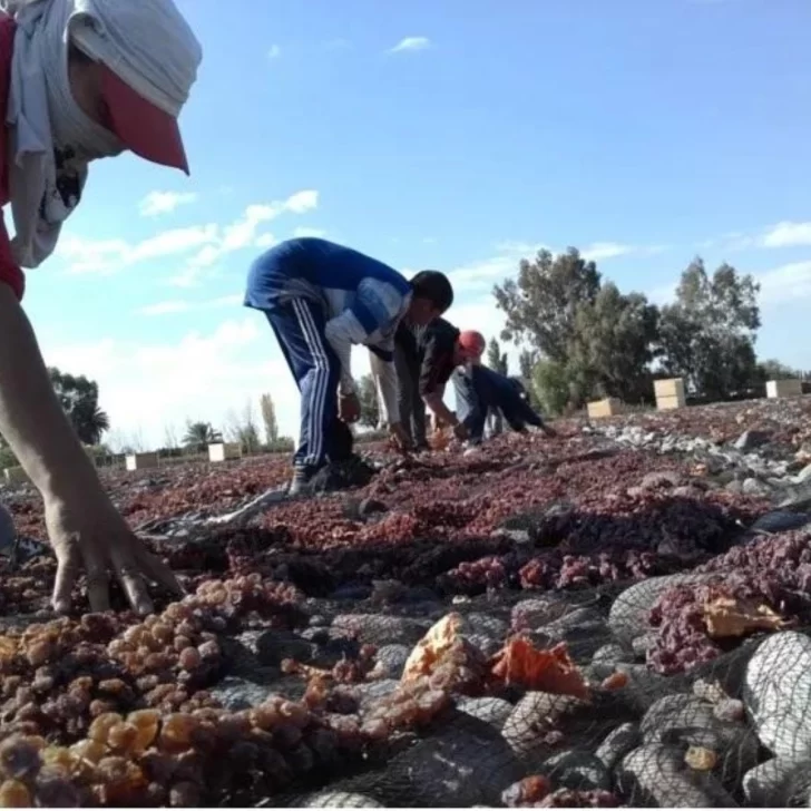 En pasas de uva, Perú es el tercer mercado de San Juan