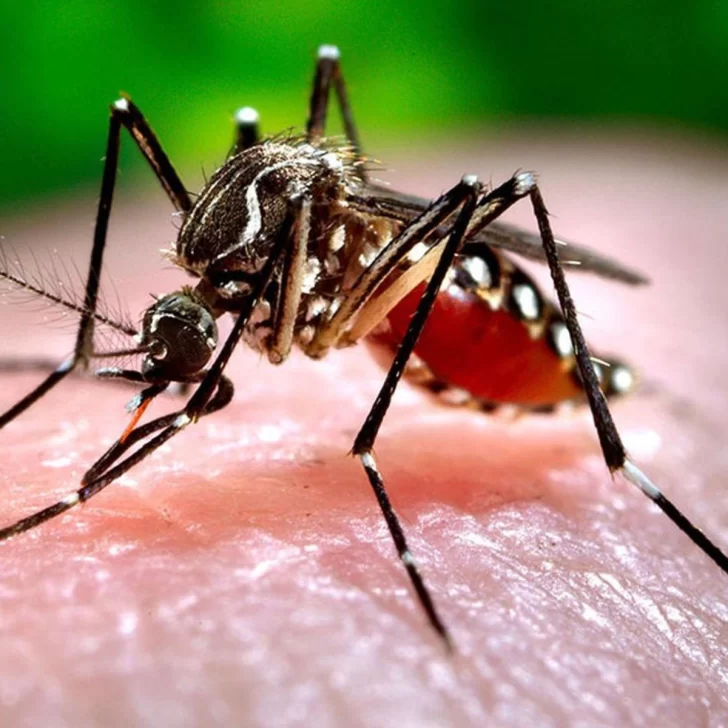 Dengue en el país: hay 96 muertos, 134.202 casos y 17 provincias en alerta sanitaria