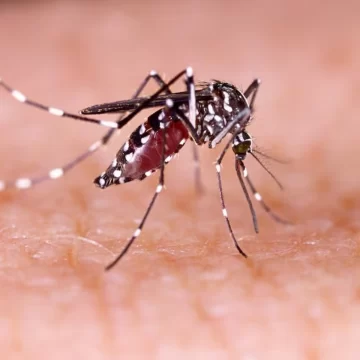 El dengue ya mató a casi 240 personas en todo el país