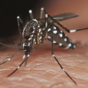 Dengue en Argentina: se reportaron 36 mil contagios y 36 muertos en la última semana