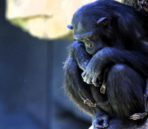 Conmovedor duelo: una chimpancé carga hace 3 meses el cuerpo de su cría muerta