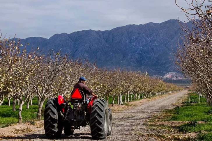 Abren el juego a los inversores más chicos para producir 143% más de pistacho local