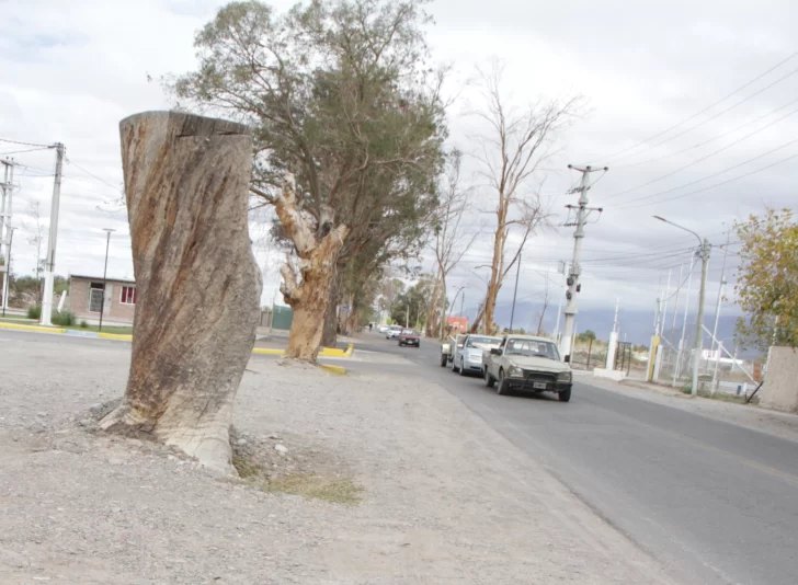 Rivadavia: aprovecharán el operativo de poda para relevar los árboles secos