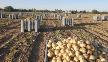 La suba de exportación de cebolla se debe a problemas de clima en Brasil