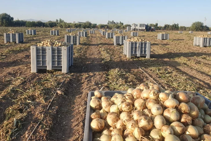 La suba de exportación de cebolla se debe a problemas de clima en Brasil