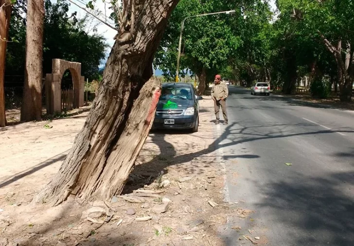 Un ejemplo para conocer el estado del arbolado público en San Juan