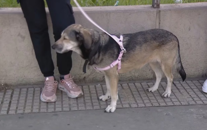 El emotivo momento de una joven que encontró a su perra perdida hace tres años