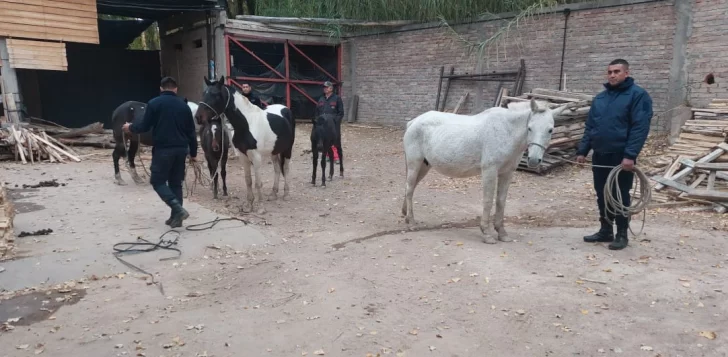 Peligro en la ruta: la Policía trasladó a 8 equinos sueltos