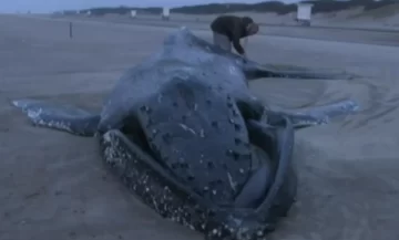 Misterio y especulaciones por la aparición de una ballena muerta en Pinamar